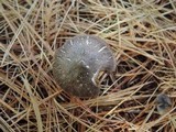 Tricholoma terreum image