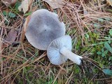 Tricholoma terreum image