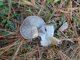 Tricholoma terreum image