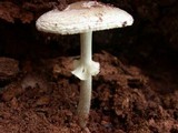 Amanita citrina var. lavendula image