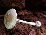 Amanita citrina var. lavendula image