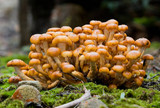 Flammula malicola image