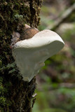 Fomes hemitephrus image