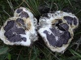 Scleroderma polyrhizum image