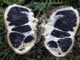 Scleroderma polyrhizum image