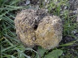 Scleroderma polyrhizum image