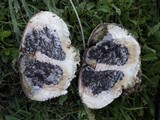 Scleroderma polyrhizum image