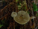 Mycena galericulata image
