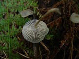 Mycena galericulata image