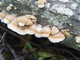 Trametes trogii image