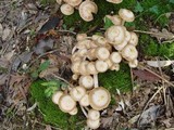 Armillaria gallica image