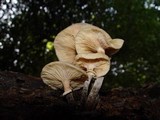 Armillaria gallica image