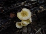 Armillaria gallica image