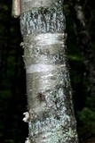 Rhymbocarpus neglectus image