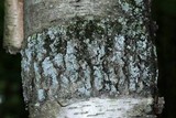 Rhymbocarpus neglectus image