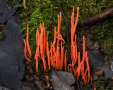Clavulinopsis corallinorosacea image