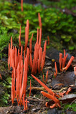 Clavulinopsis corallinorosacea image