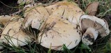 Hebeloma crustuliniforme image