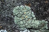 Rhizoplaca subdiscrepans image