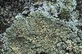 Rhizoplaca subdiscrepans image