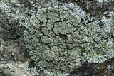 Rhizoplaca subdiscrepans image