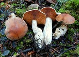 Cortinarius laniger image