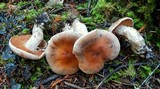 Cortinarius laniger image