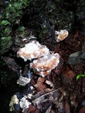 Fomitopsis spraguei image