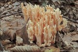 Ramaria neoformosa image