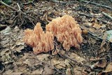 Ramaria neoformosa image