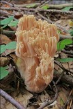 Ramaria neoformosa image