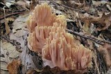 Ramaria neoformosa image
