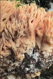 Ramaria neoformosa image