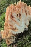 Ramaria neoformosa image