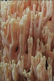 Ramaria neoformosa image