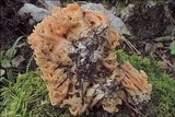 Ramaria neoformosa image
