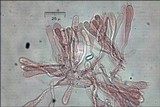 Ramaria neoformosa image