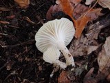 Cuphophyllus virgineus image