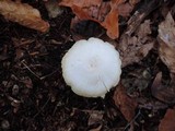 Cuphophyllus virgineus image