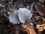 Tricholoma terreum image