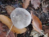 Tricholoma terreum image
