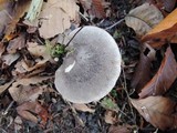 Tricholoma terreum image