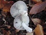 Tricholoma terreum image