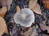 Tricholoma terreum image