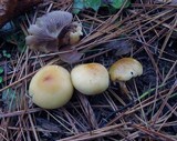 Hypholoma capnoides image