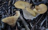 Hohenbuehelia petaloides image