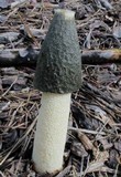Phallus ravenelii image