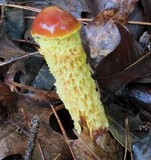 Heimioporus betula image