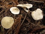 Clitopilus prunulus image