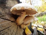 Hemipholiota populnea image